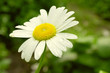 Сhamomile Flower Summer green background