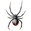 Black Widow spider