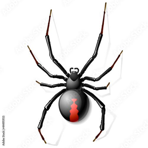 Vector: Black Widow spider Black Widow spider