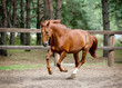 horse running