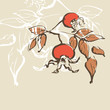 Dog rose hips illustration
