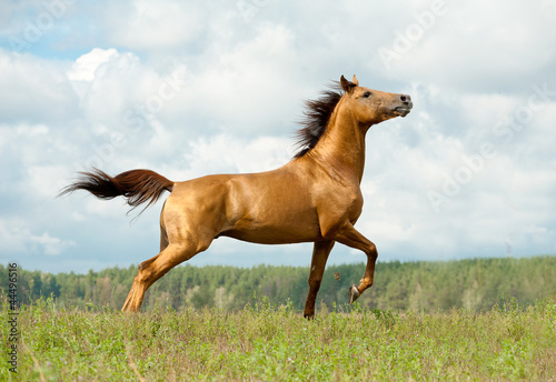 Photo: horse on freedom horse on freedom