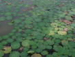 Lotus Effect