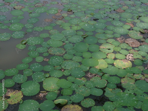 Photo: Lotus Effect Lotus Effect