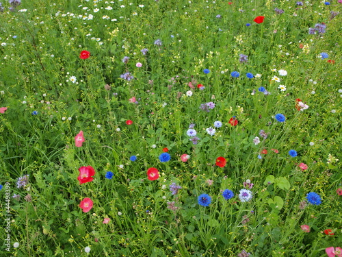 Photo: Bunte Blumenwiese - Hintergrund Bunte Blumenwiese - Hintergrund