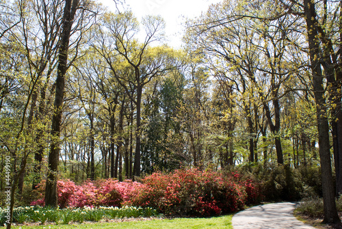 Photo: Azalea Path Azalea Path