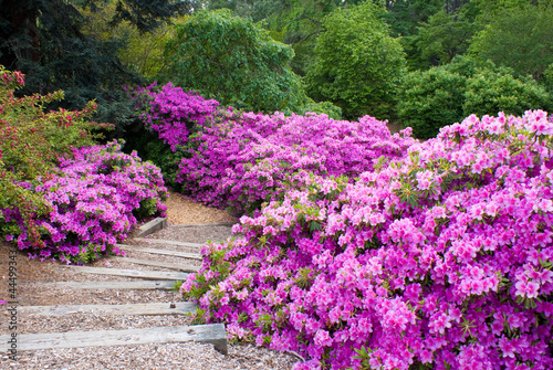 Photo: Azalea Path Azalea Path
