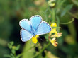 Schmetterling
