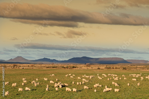 Photo: Flock of Angora goats on lush green pasture Flock of Angora goats on lush green pasture