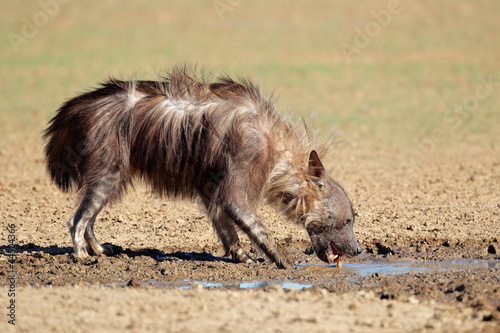 Photo: Brown hyena drinking water Brown hyena drinking water