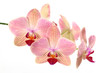 Orchideenblüten