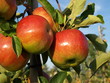Apples