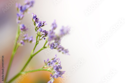 Photo: Purple flowers Purple flowers