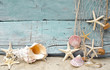 Maritime Urlaubserinnerung: Muscheln und Seesterne