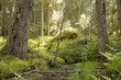 Untouched primeval spruce forest, nature reserve in Sweden