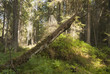 Untouched primeval spruce forest, nature reserve in Sweden