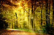 Herbstwald
