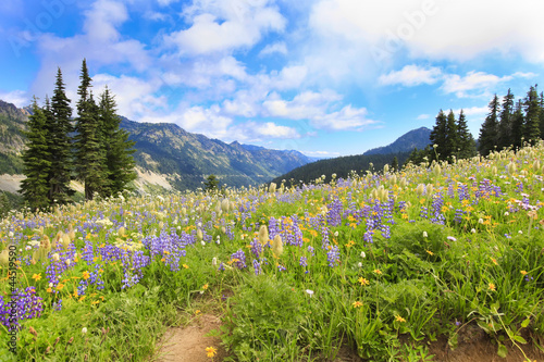 Photo: Mt.Rainier hiking trail with wild flowers. Mt.Rainier hiking trail with wild flowers.