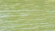 Superficie di corso d'acqua dolce - Freshwater stream