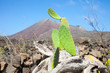 Lanzarote Landschaft II