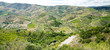 vineyars in Douro Valley, Portugal