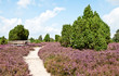 Rastplatz in der Heide