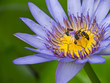 Bees and water lily