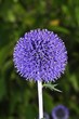 Kugeldistel