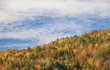 Autumn leaves on trees on hillside