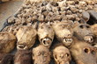 Monkey skull on voodoo fetish market, Togo, Africa