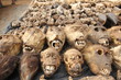 Monkey skull on voodoo fetish market, Togo, Africa