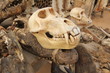 Monkey skull on voodoo fetish market, Togo, Africa