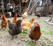 Free range chicken