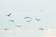 Photo: birds birds