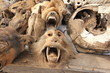 Monkey skull on voodoo fetish market, Togo, Africa