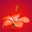 Hibiscus vector tropical flower
