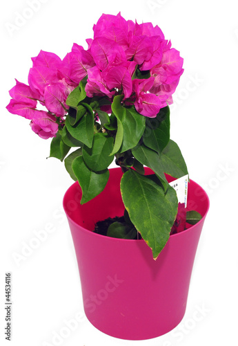 Photo: begonia w doniczce begonia w doniczce