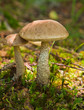 birch bolete