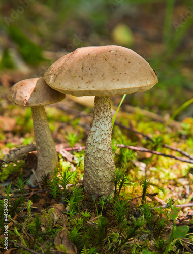 Photo: birch bolete birch bolete