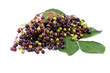 elderberry with green leaf isolated on white