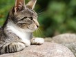 Träge in der Sonne - Katzenporträt, Ausschnitt