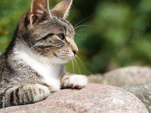 Photo: Träge in der Sonne - Katzenporträt, Ausschnitt Träge in der Sonne - Katzenporträt, Ausschnitt