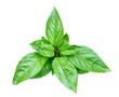 Photo: Asia Basil Asia Basil