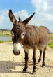curious donkey