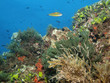 marine landscape in Cabo de Palos (Murcia)
