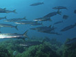 barracuda