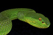 Green pitviper / Trimeresurus albolabris