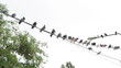 Video: Much birds on a wire Much birds on a wire