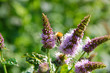 Foto: Biene Biene