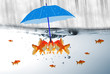 Fische im Regen